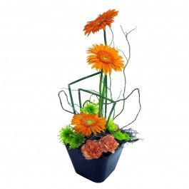 Gerbera Glee, Gerbera Glee