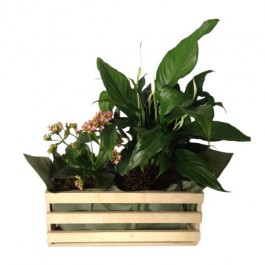 Mixed Plants In Box (Subject to availability), Mixed Plants In Box (Subject to availability)