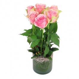6 Pink Roses in Vase, 6 Pink Roses in Vase