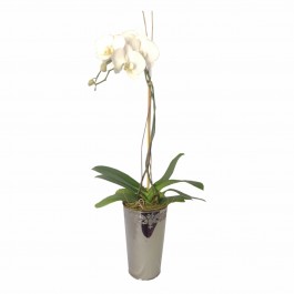 Orchid In Decorative Vase, Orchid In Decorative Vase