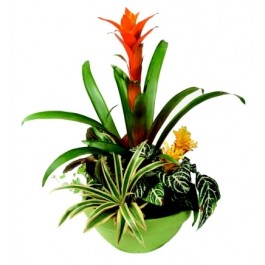 Centro de plantas, Centro de plantas