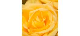 Unidade de Rosa de 70 cm na cor amarelo, Rosas Disponíveis ou Sortido de Rosas