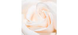Unidade de Rosa de 70 cm na cor branco, Rosas Disponíveis ou Sortido de Rosas