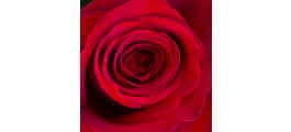 Unidade de Rosa de 70 cm na cor vermelha, Rosas Disponíveis ou Sortido de Rosas