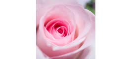 Unidade de Rosa de 70 cm na cor rosa, Rosas Disponíveis ou Sortido de Rosas