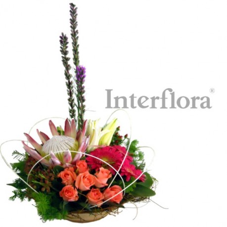 Provocative Protea, Provocative Protea