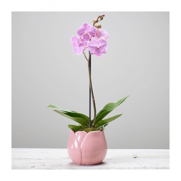 FLORIST CHOICE SINGLE PLANT, FLORIST CHOICE SINGLE PLANT