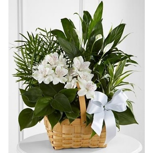 The FTD® Peace & Serenity™ Dishgarden, The FTD® Peace & Serenity™ Dishgarden