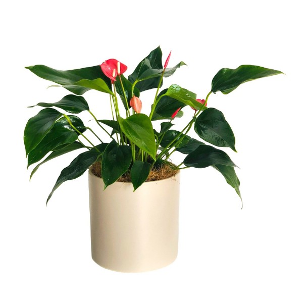 Flamingo Flower, Flamingo Flower
