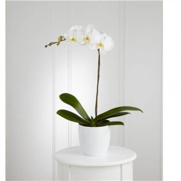 White Orchid Planter, White Orchid Planter