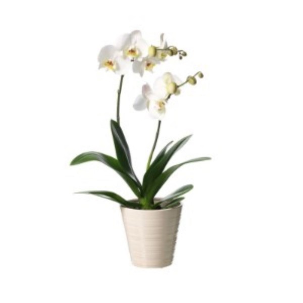 Orchidea Phalenopsis, Orchidea Phalenopsis