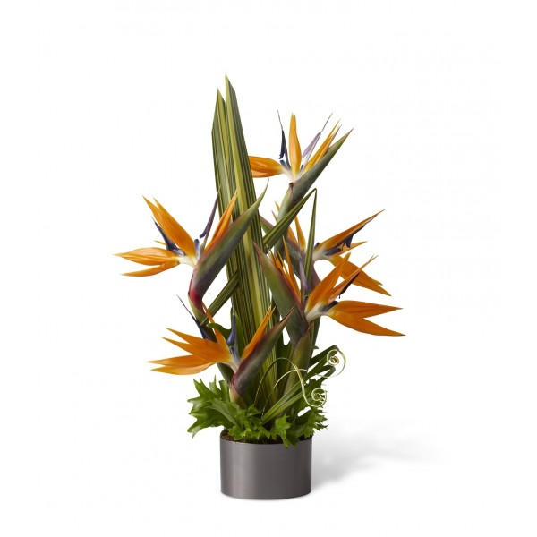 Tropical Bright Arrangement, Tropical Bright Arrangement