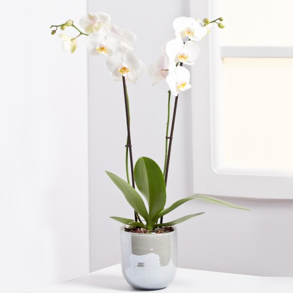 Orchid Plant, Orchid Plant