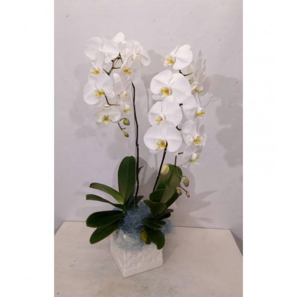 Arrangement of Phalaenopsis Orchid Plants, Arrangement of Phalaenopsis Orchid Plants