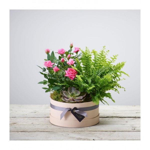 FLORIST CHOICE PLANT ARRANGEMENT, FLORIST CHOICE PLANT ARRANGEMENT