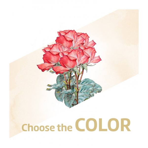 12 rosas de tallo medio, 12 rosas de tallo medio