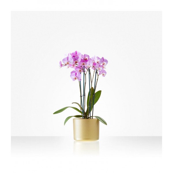 Plant: Orchid; incuding pot, Plant: Orchid; incuding pot
