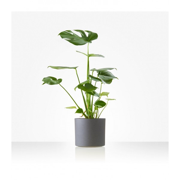 Plant: Monstera; including pot, Plant: Monstera; including pot