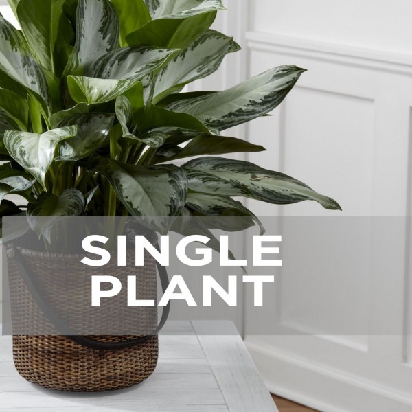 Planta, Planta