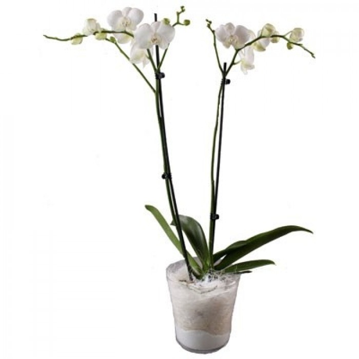 Orchidplant, Orchidplant