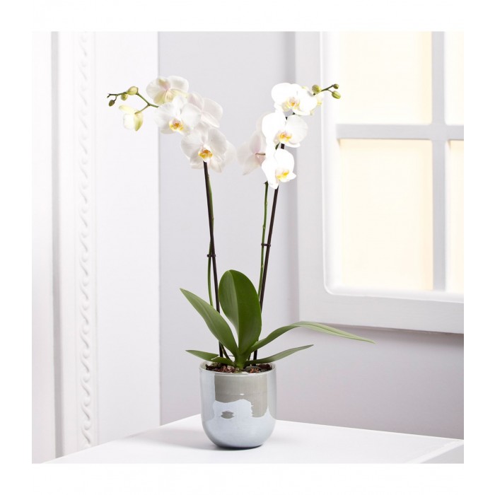 Orchid Plant, Orchid Plant