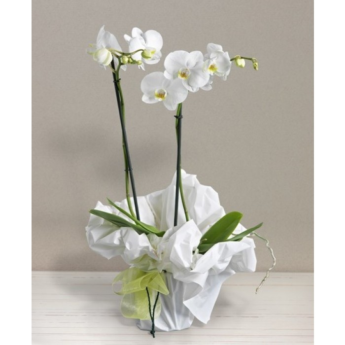 Orchidea bianca, Orchidea bianca