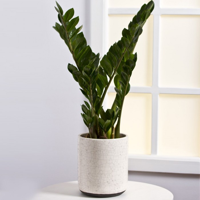 Planta, Planta