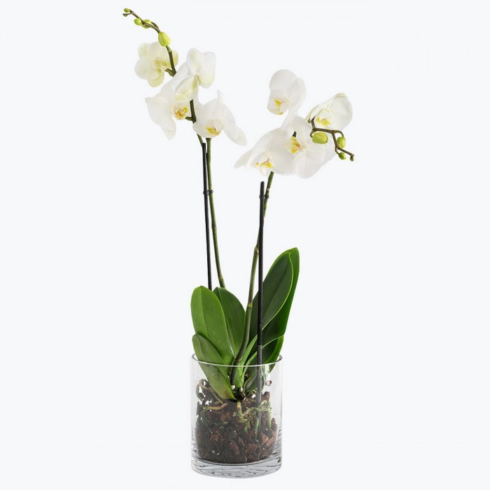 White orchid, White orchid
