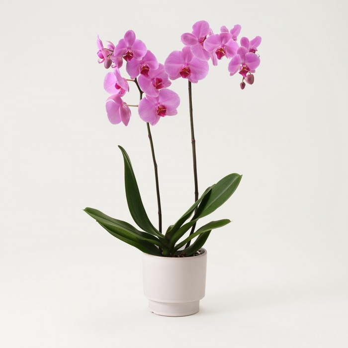 Phalaenopsis, Phalaenopsis