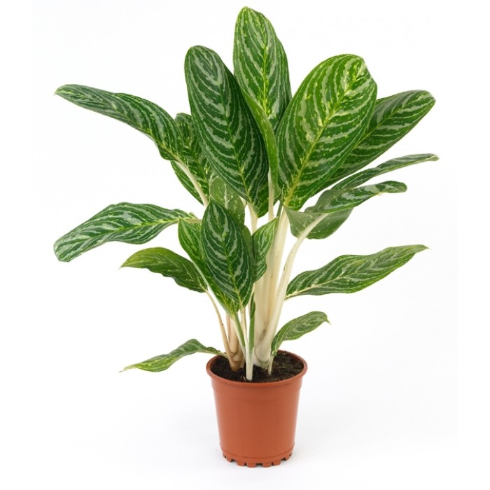 Planta, Planta