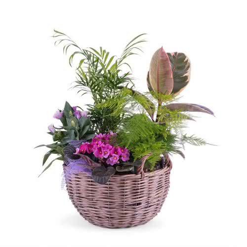 Presentes de Natal da forma de orquídeas e cestas de plantas