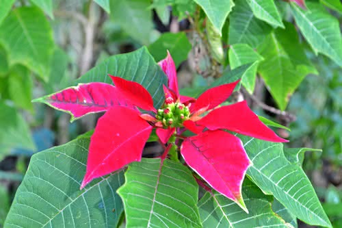 Cuidados para desfrutar da sua flor de Natal todo o ano | Blog Interflora