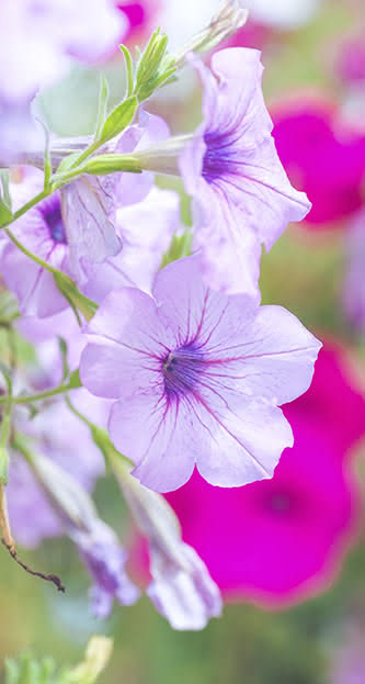 Flores de verão