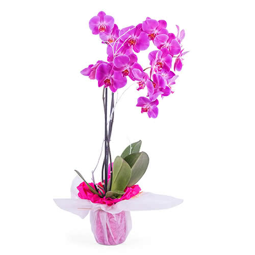Orquídeas