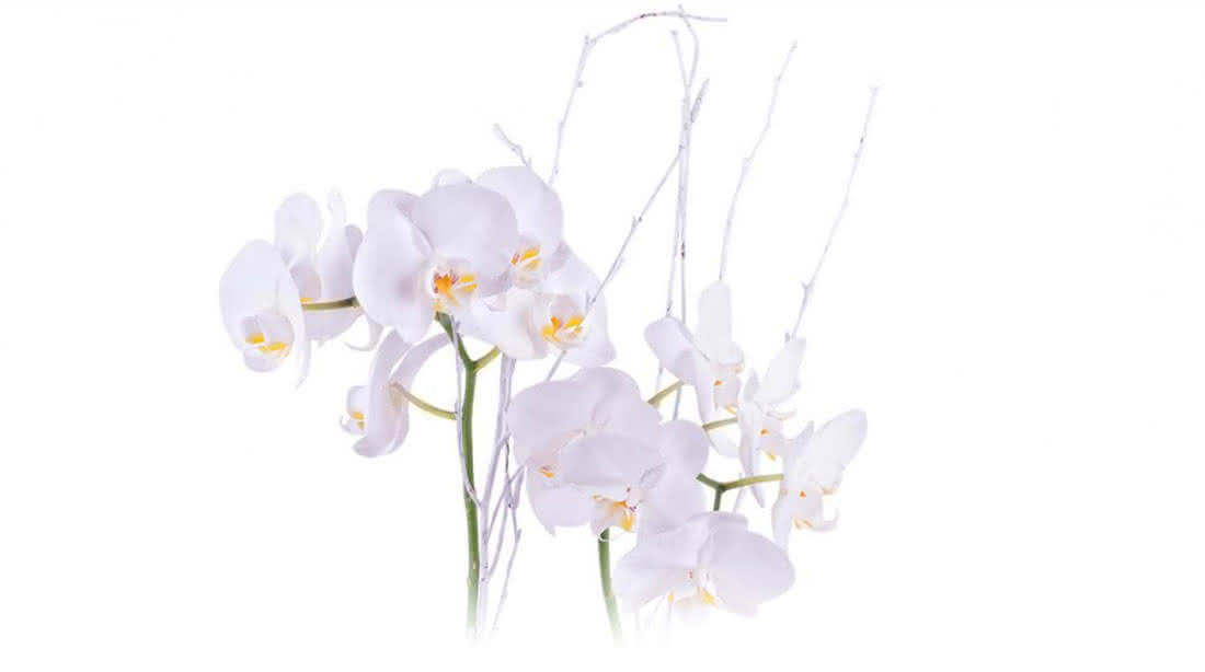 Ofereça uma orquídea no São Valentim e dê um passo em frente