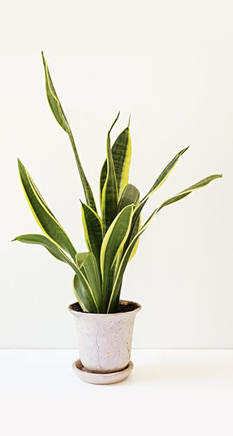 Cuidados básicos para plantas resistentes