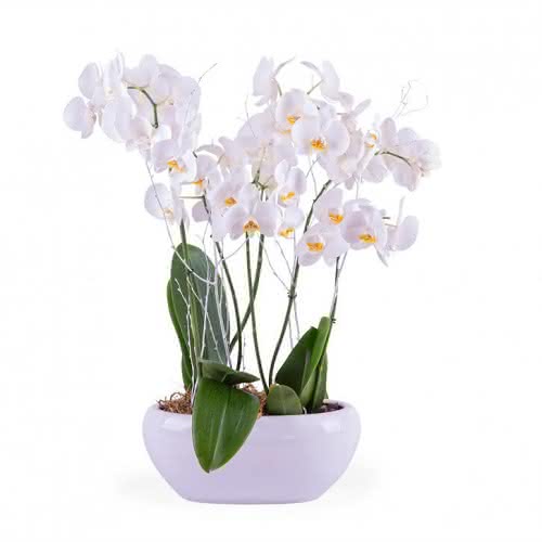 Orquídea branca