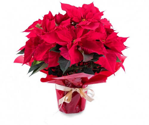 Cuidados para desfrutar da sua flor de Natal todo o ano | Blog Interflora