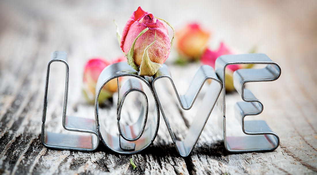 Plantas eternas com mensagens de amor para sempre