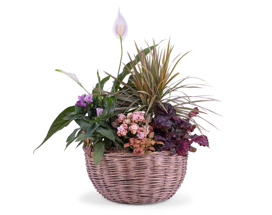 Plantas, flores e cestas de plantas para o seu pai