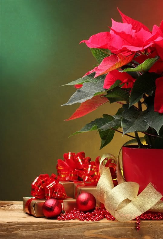 Oferecer flores e planta de Natal