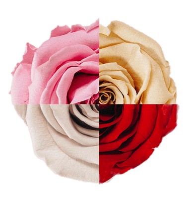 Regalar un Ramo de Rosas personalizado