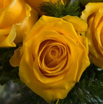Arranjo de Rosas Amarelas