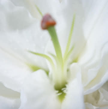 Flores funerárias para um enterro