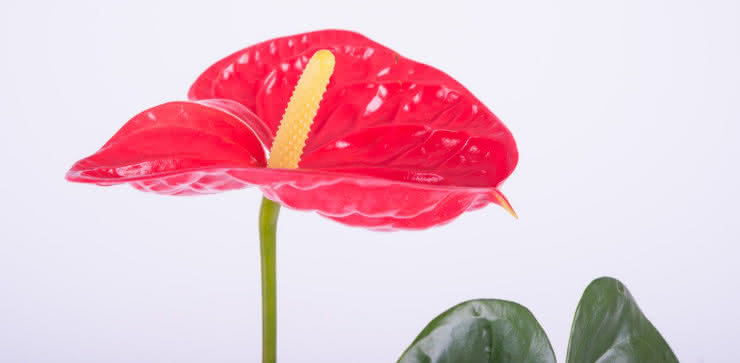 Enviar planta Anthurium ao domicílio