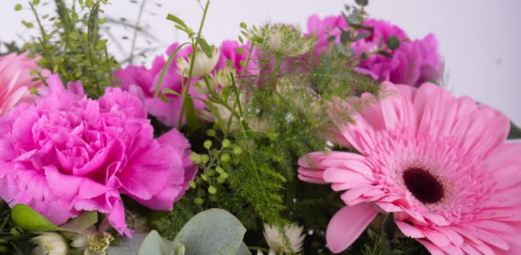 Enviar gerberas e cravos cor-de-rosa ao domicílio