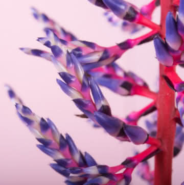 Enviar planta Bromelia