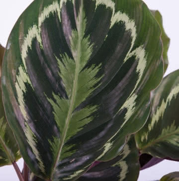 Plantas Calathea