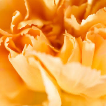 Enviar coroa de flores de condolências e pêsames