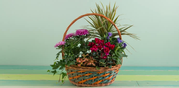 Enviar cesta de plantas ao domicílio